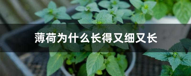 薄荷为什么长得又细又长 薄荷为什么长得又细又长