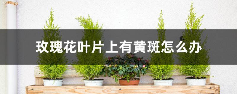 玫瑰花叶片上有黄斑怎么办 玫瑰花叶片上有黄斑怎么办