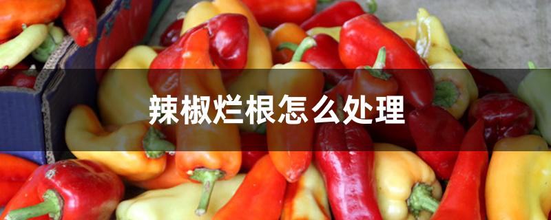 辣椒烂根怎么处理 辣椒烂根怎么处理