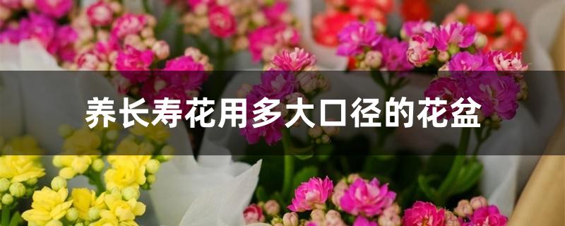 养长寿花用多大口径的花盆 养长寿花用多大口径的花盆