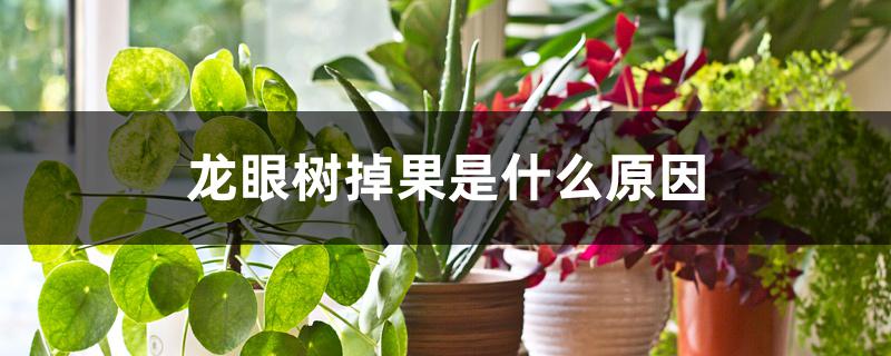 龙眼树掉果是什么原因 龙眼树掉果是什么原因