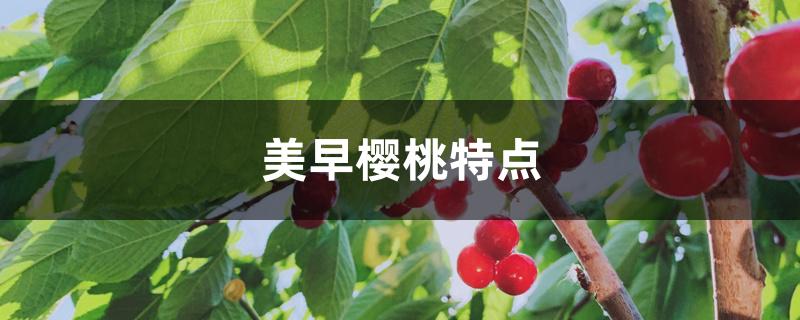 美早樱桃特点 美早樱桃特点