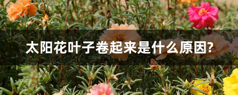 太阳花叶子卷起来是什么原因? 太阳花叶子卷起来是什么原因?