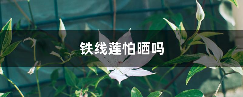 铁线莲怕晒吗 铁线莲怕晒吗