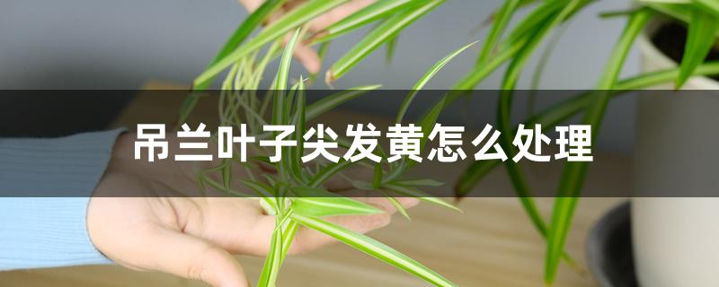 吊兰叶子尖发黄怎么处理 吊兰叶子尖发黄怎么处理