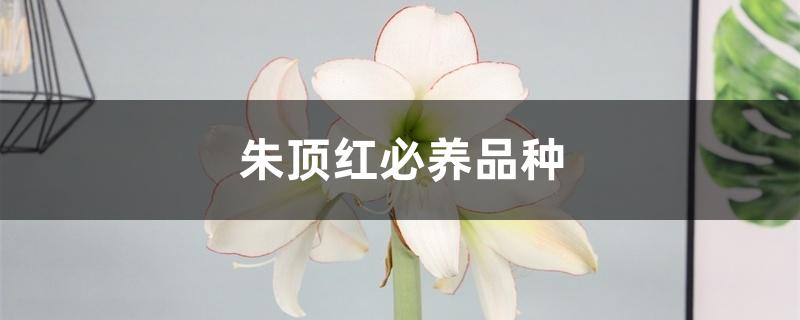 朱顶红必养品种 朱顶红必养品种