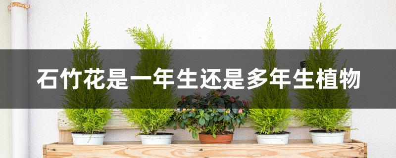 石竹花是一年生还是多年生植物 石竹花是一年生还是多年生植物