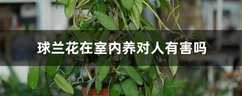 球兰花在室内养对人有害吗 球兰花在室内养对人有害吗