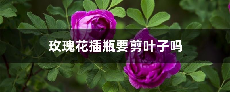 玫瑰花插瓶要剪叶子吗 玫瑰花插瓶要剪叶子吗