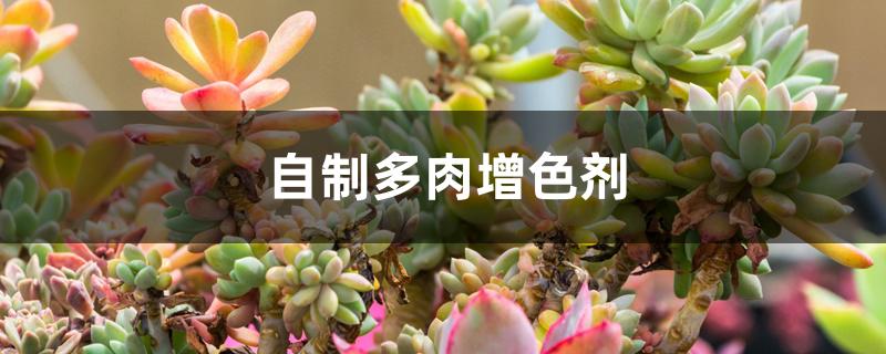 自制多肉增色剂