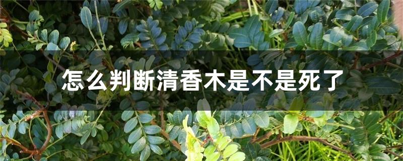 怎么判断清香木是不是死了 怎么判断清香木是不是死了
