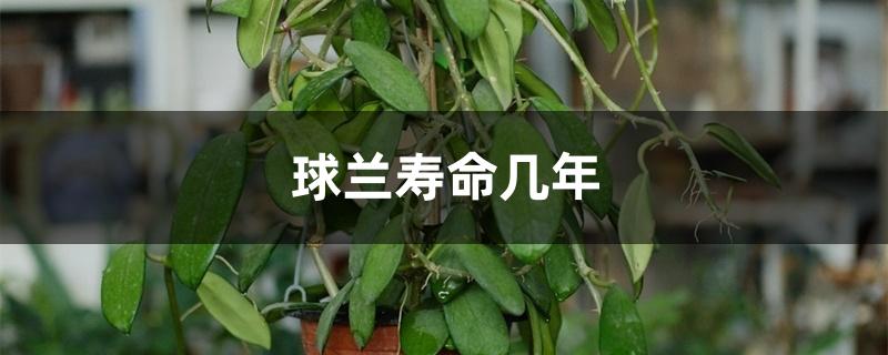 球兰寿命几年 球兰寿命几年