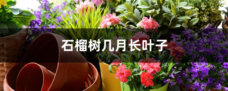 石榴树几月长叶子