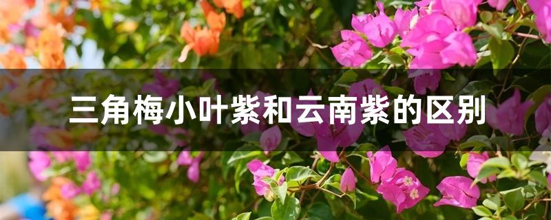 三角梅小叶紫和云南紫的区别 三角梅小叶紫和云南紫的区别