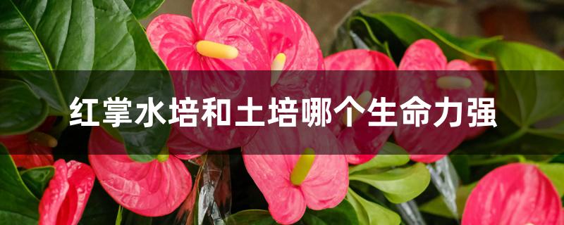 红掌水培和土培哪个生命力强 红掌水培和土培哪个生命力强