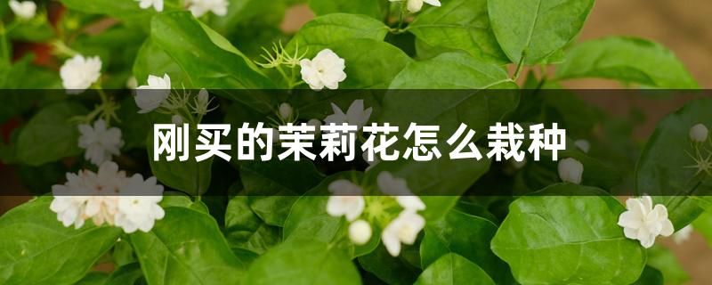 刚买的茉莉花怎么栽种 刚买的茉莉花怎么栽种