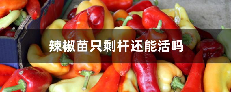 辣椒苗只剩杆还能活吗 辣椒苗只剩杆还能活吗