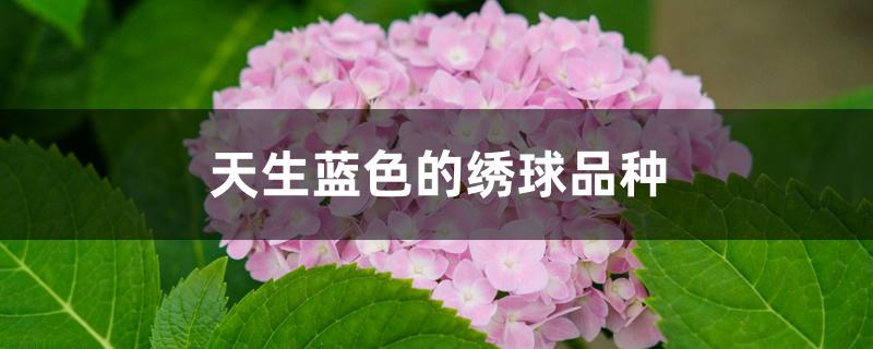 天生蓝色的绣球品种 天生蓝色的绣球品种