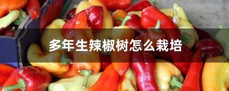 多年生辣椒树怎么栽培 多年生辣椒树怎么栽培