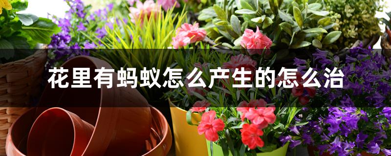 花里有蚂蚁怎么产生的怎么治 花里有蚂蚁怎么产生的怎么治