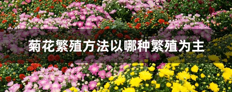 菊花繁殖方法以哪种繁殖为主 菊花繁殖方法以哪种繁殖为主