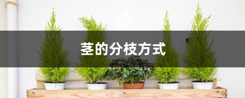 茎的分枝方式 茎的分枝方式