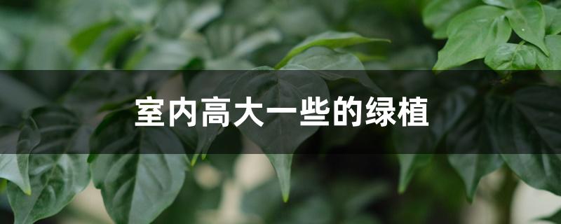 室内高大一些的绿植 室内高大一些的绿植