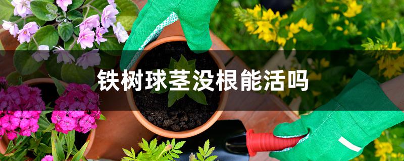 铁树球茎没根能活吗 铁树球茎没根能活吗