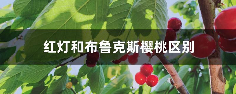 红灯和布鲁克斯樱桃区别 红灯和布鲁克斯樱桃区别