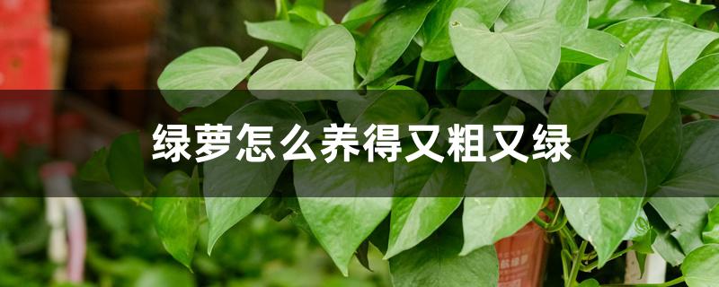 绿萝怎么养得又粗又绿 绿萝怎么养得又粗又绿