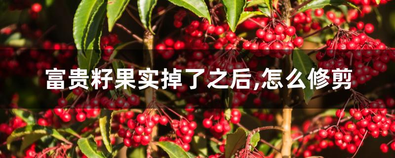 富贵籽果实掉了之后,怎么修剪