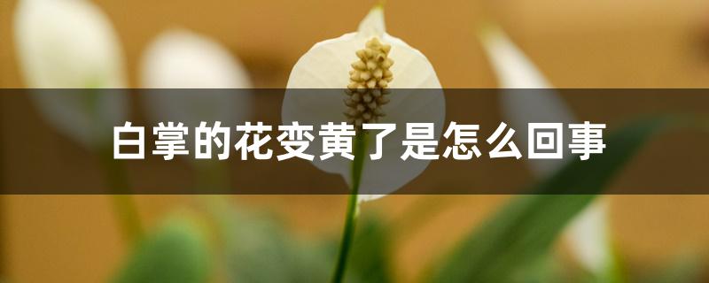 白掌的花变黄了是怎么回事 白掌的花变黄了是怎么回事
