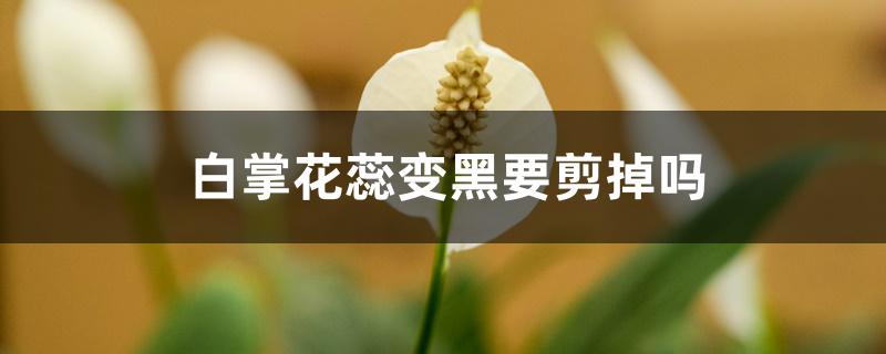 白掌花蕊变黑要剪掉吗