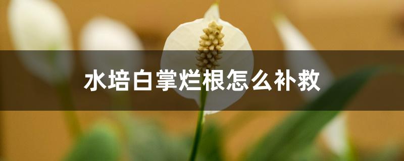 水培白掌烂根怎么补救 水培白掌烂根怎么补救