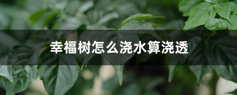 幸福树怎么浇水算浇透 幸福树怎么浇水算浇透