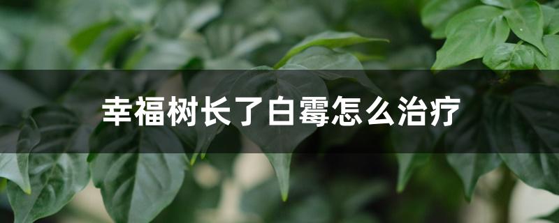 幸福树长了白霉怎么治疗 幸福树长了白霉怎么治疗