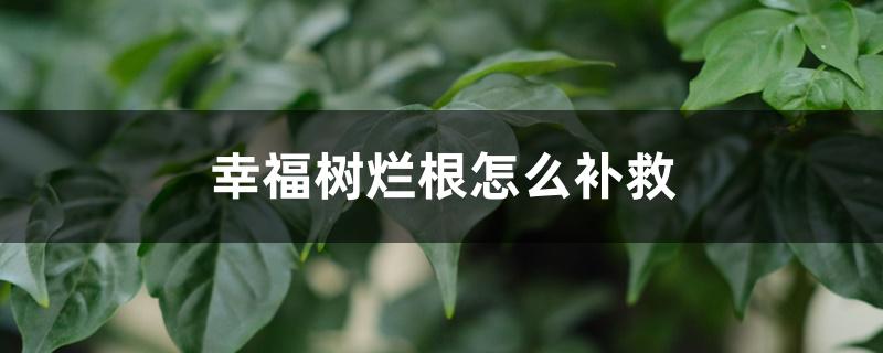 幸福树烂根怎么补救 幸福树烂根怎么补救