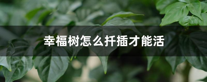 幸福树怎么扦插才能活 幸福树怎么扦插才能活
