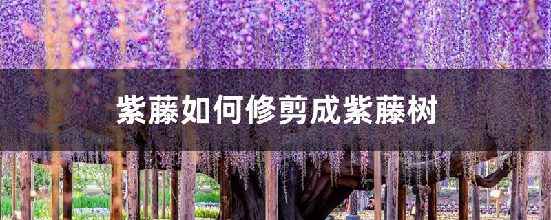 紫藤如何修剪成紫藤树 紫藤如何修剪成紫藤树