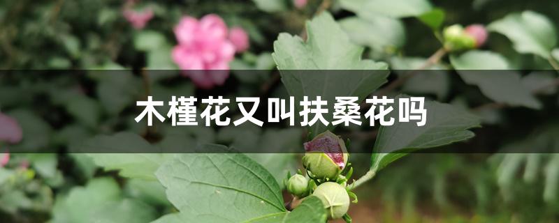 木槿花又叫扶桑花吗 木槿花又叫扶桑花吗