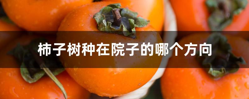 柿子树种在院子的哪个方向 柿子树种在院子的哪个方向