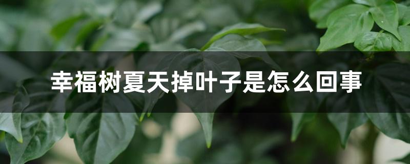 幸福树夏天掉叶子是怎么回事 幸福树夏天掉叶子是怎么回事