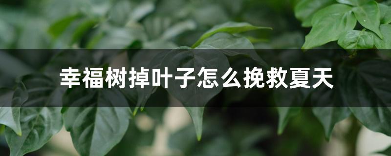 幸福树掉叶子怎么挽救夏天 幸福树掉叶子怎么挽救夏天