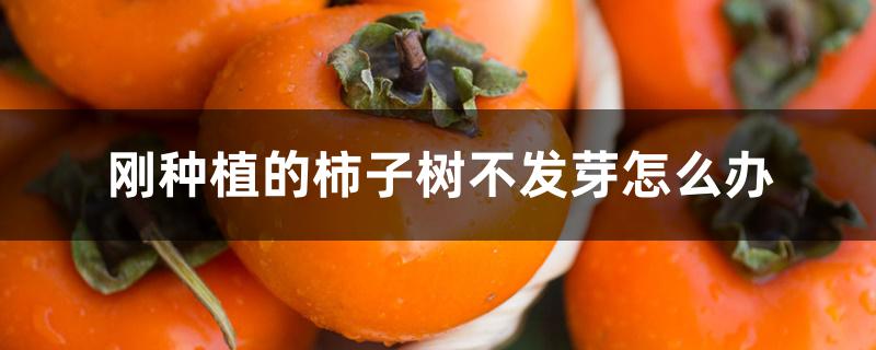 刚种植的柿子树不发芽怎么办 刚种植的柿子树不发芽怎么办