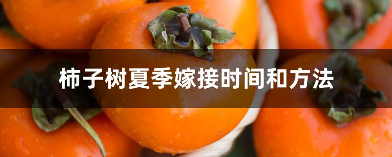 柿子树夏季嫁接时间和方法 柿子树夏季嫁接时间和方法