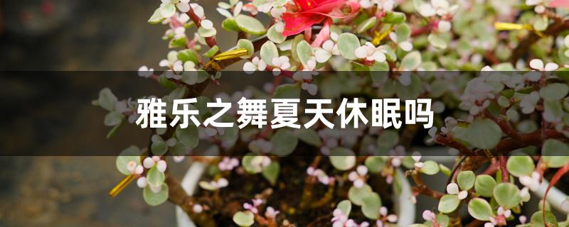 雅乐之舞夏天休眠吗 雅乐之舞夏天休眠吗