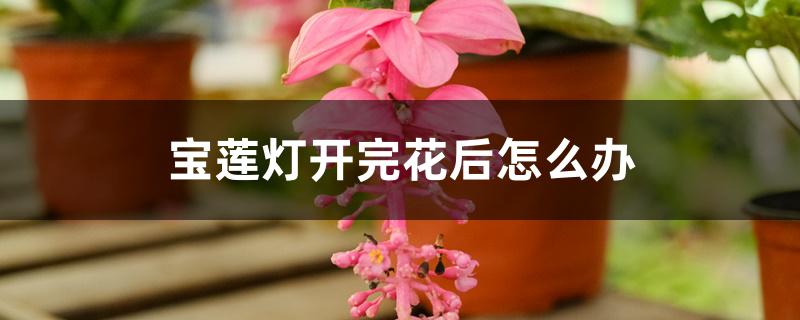 宝莲灯开完花后怎么办 宝莲灯开完花后怎么办
