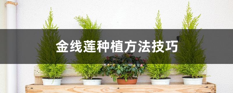 金线莲种植方法技巧 金线莲种植方法技巧