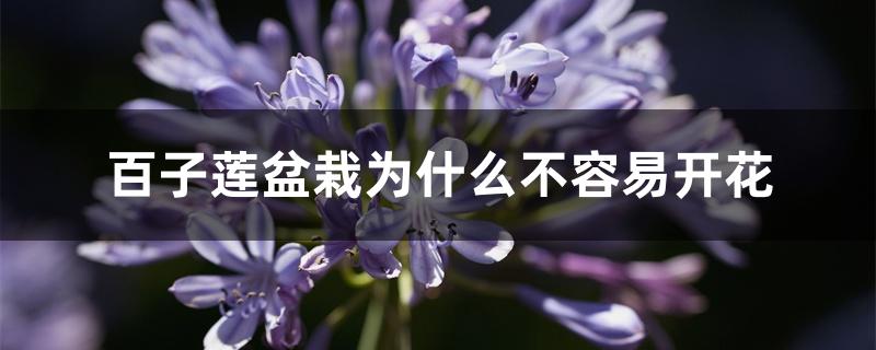 百子莲盆栽为什么不容易开花