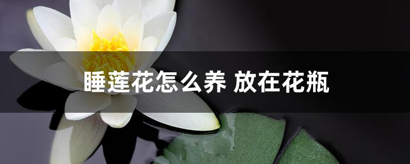 睡莲花怎么养 放在花瓶 睡莲花怎么养 放在花瓶